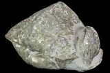 Pyrite Replaced Brachiopod (Paraspirifer) - Ohio #89738-1